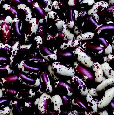 Jacob's Cattle Bean